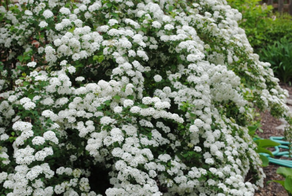 Спирея бульденеж