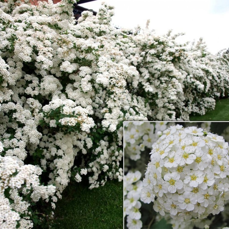 Спирея Вангутта ванхотей