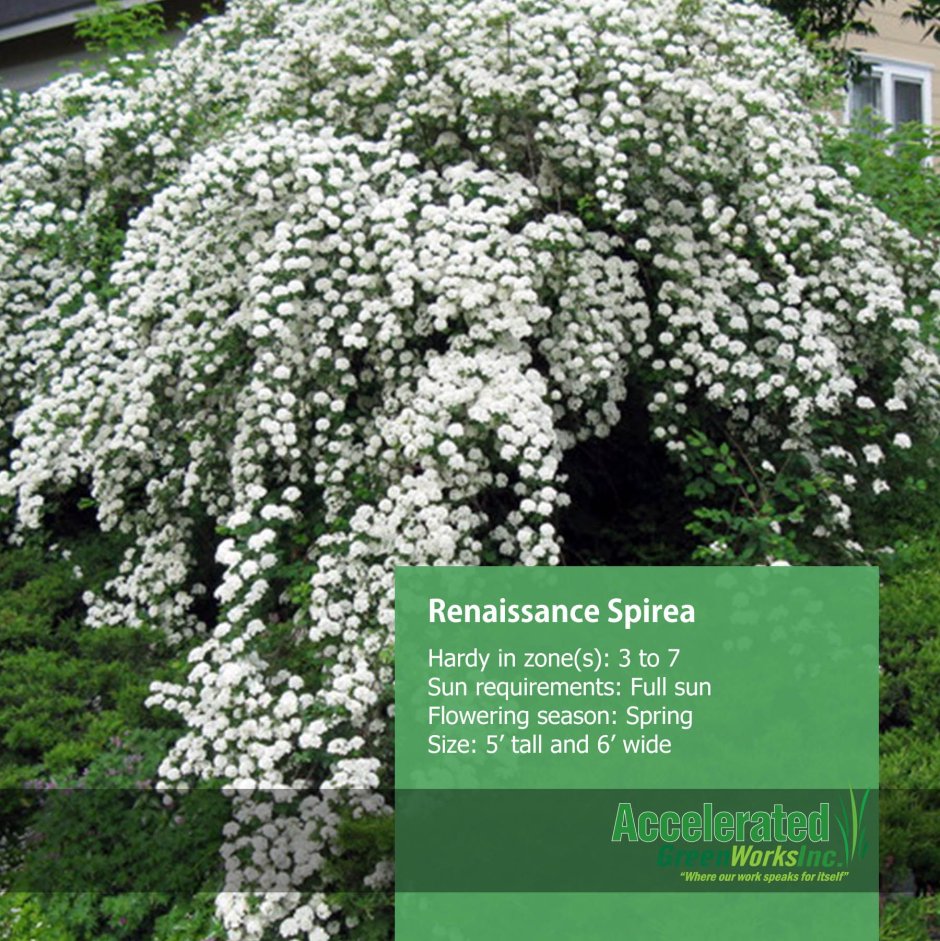 Спирея японская, Вангутта, серая