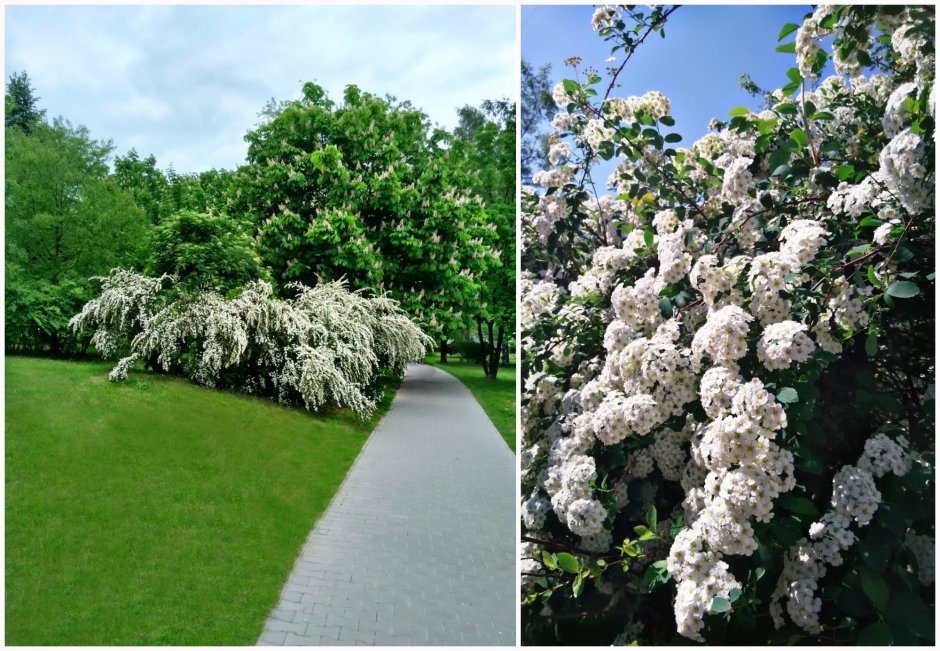 Спирея Вангутта изгородь