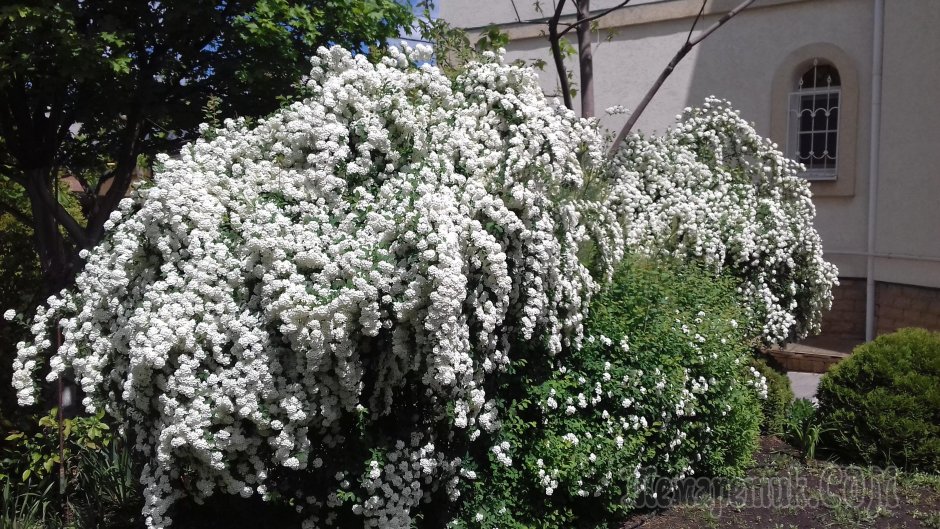 256 Спирея Вангутта