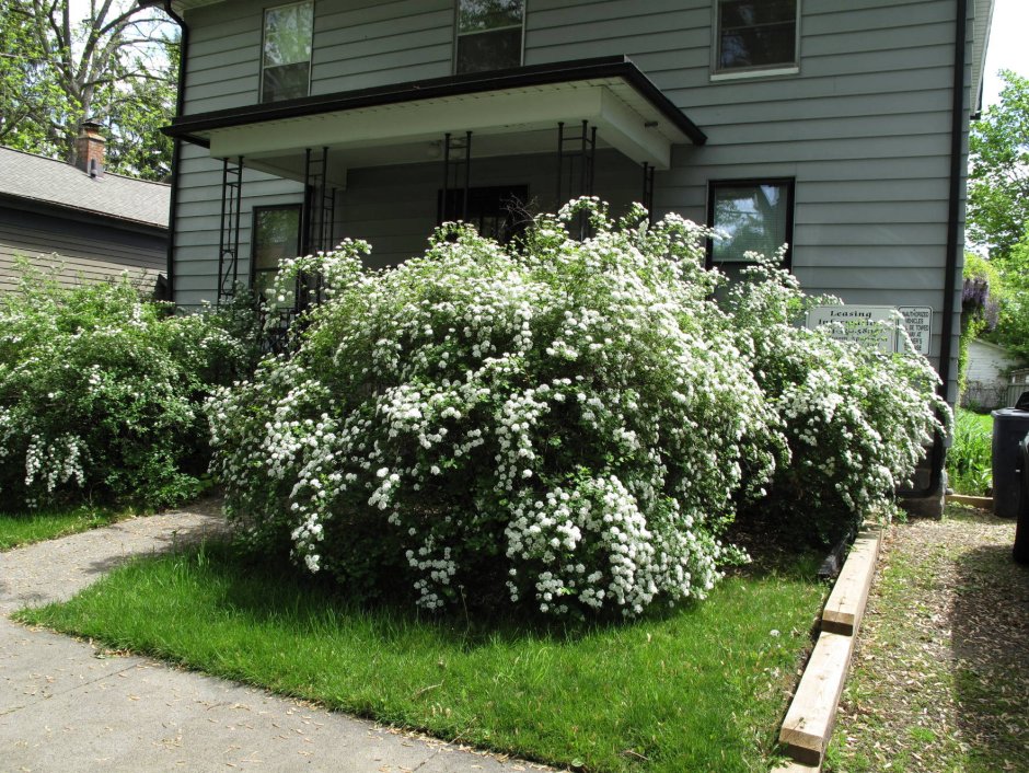 Липа и спирея