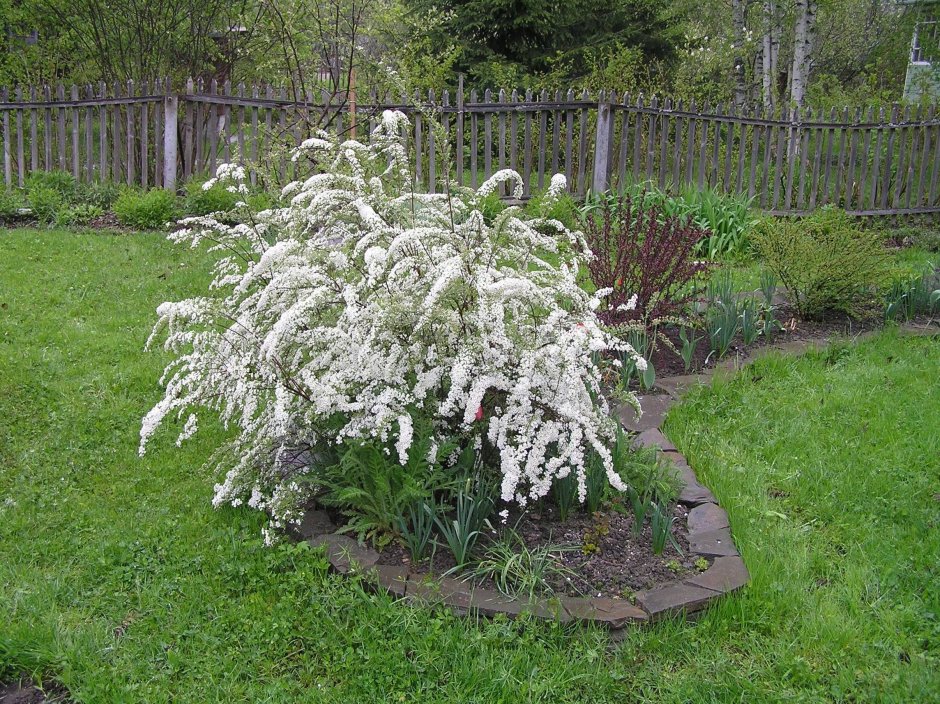 Спирея серая Graciosa