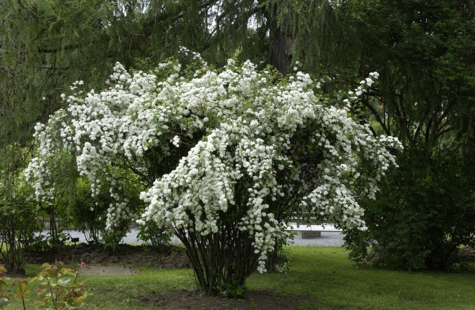 Спирея Вангутта