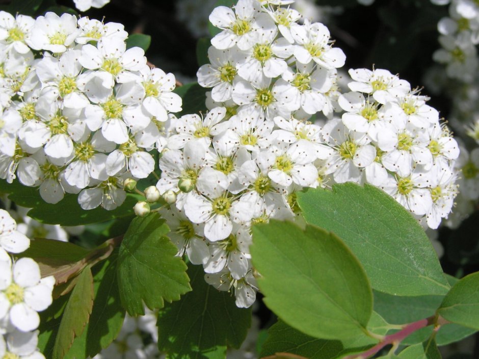 Спирея Вангутта розовая