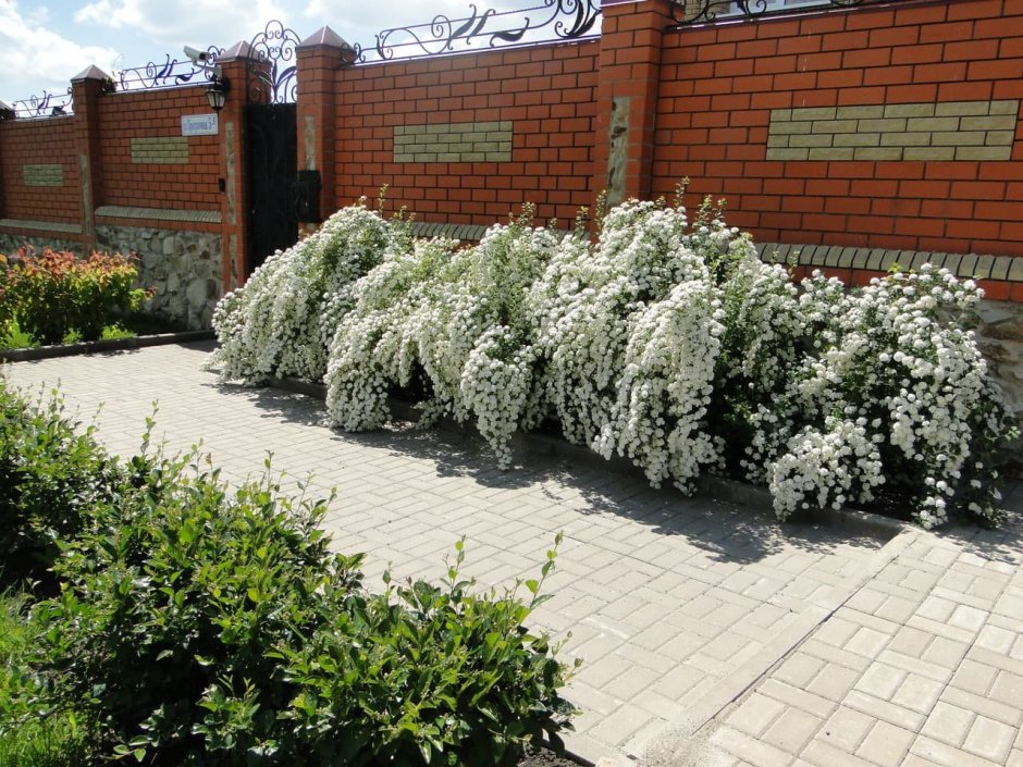 Спирея Вангутта Живая изгородь
