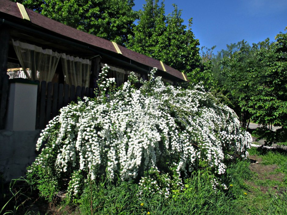 Спирея Вангутта Меделох