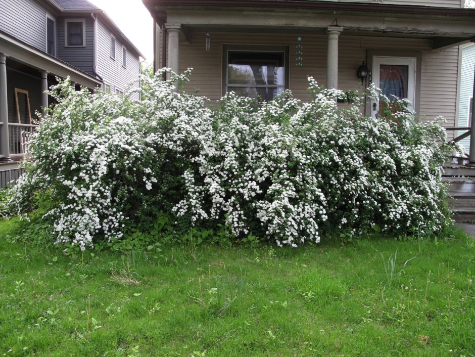 Спирея Вангутта Живая изгородь