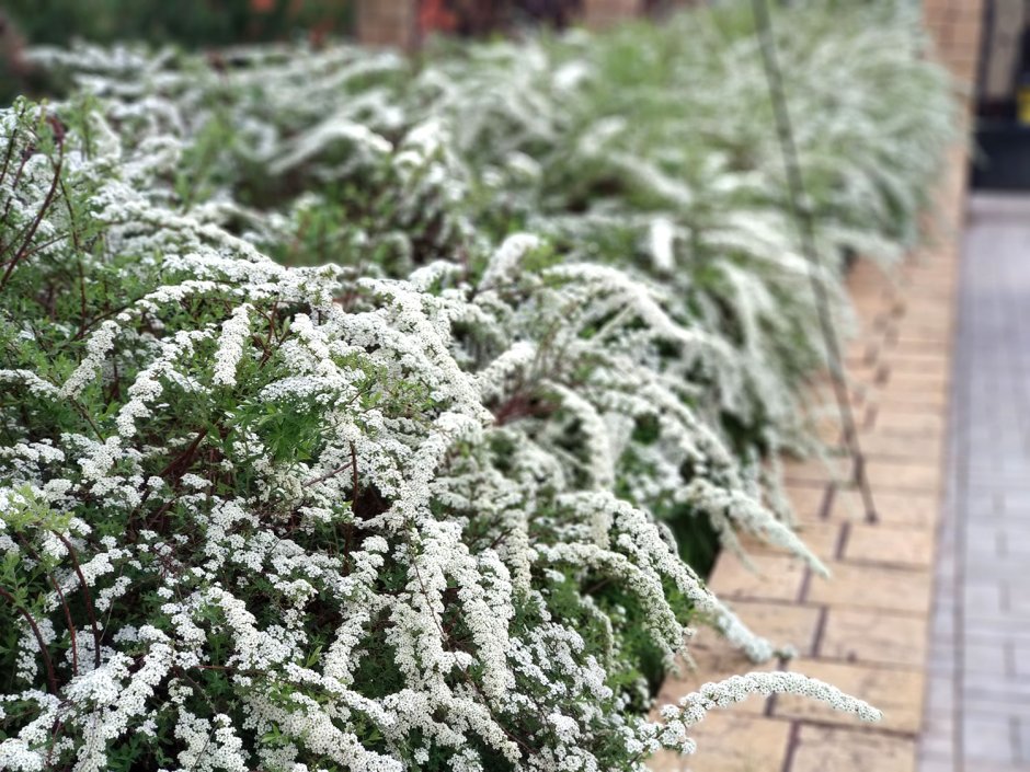 Спирея серая (Spiraea cinerea `Grefsheim`)