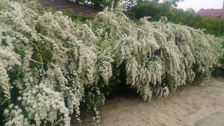 Спирея Вангутта изгородь