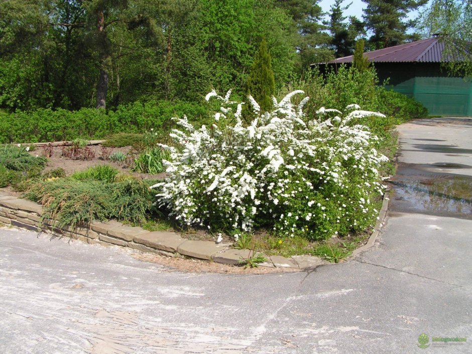 Спирея Грефшейм Живая изгородь