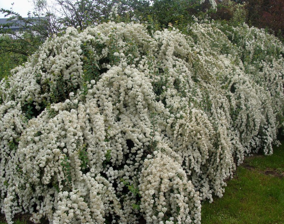 Спирея Вангутта Меделох