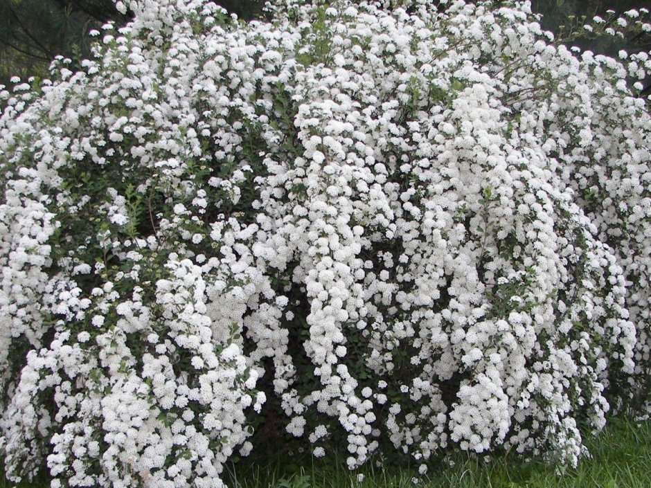 Спирея ниппонская 'Gelspir'