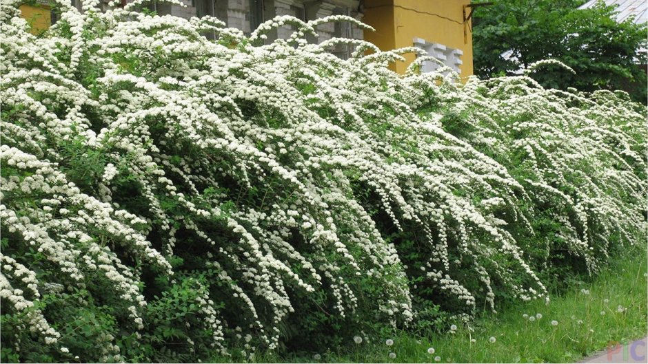 Спирея ниппонская Грефшейм