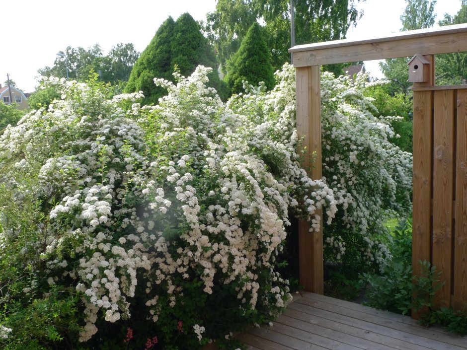 Спирея Хорстманн Вангутта