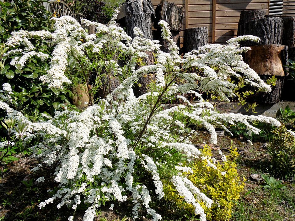 Спирея аргута и Вангутта