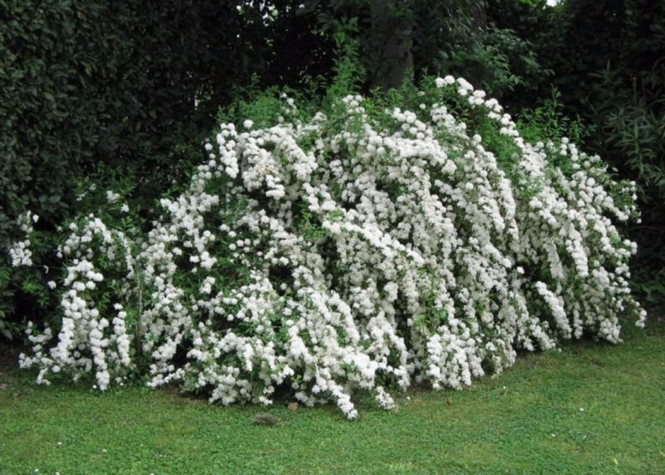 Спирея Вангутта Живая изгородь