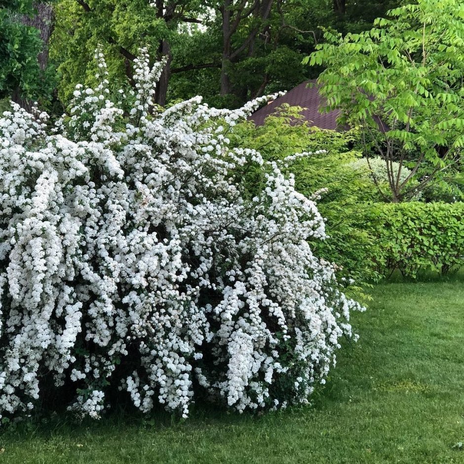 Спирея Вангутта невеста