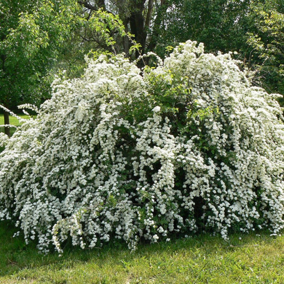 Спирея серая Вангутта