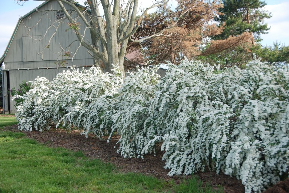 Спирея Грефшейм изгородь