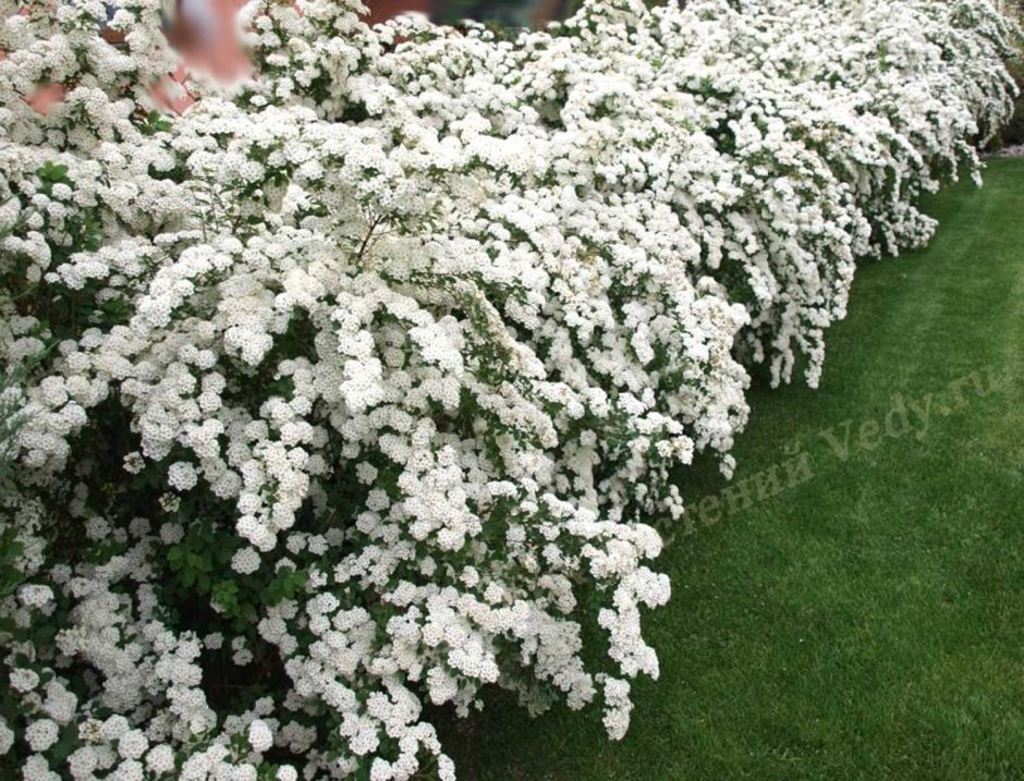 Спирея Вангутта Грефшейм