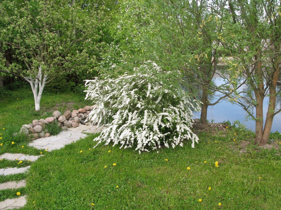 Спирея серая Грефшейм