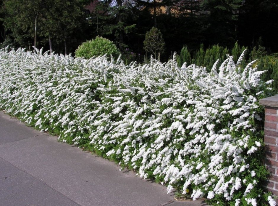 Спирея пепельная Грефшейм