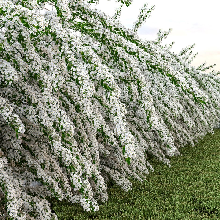 Спирея серая (Spiraea cinerea `Grefsheim`)