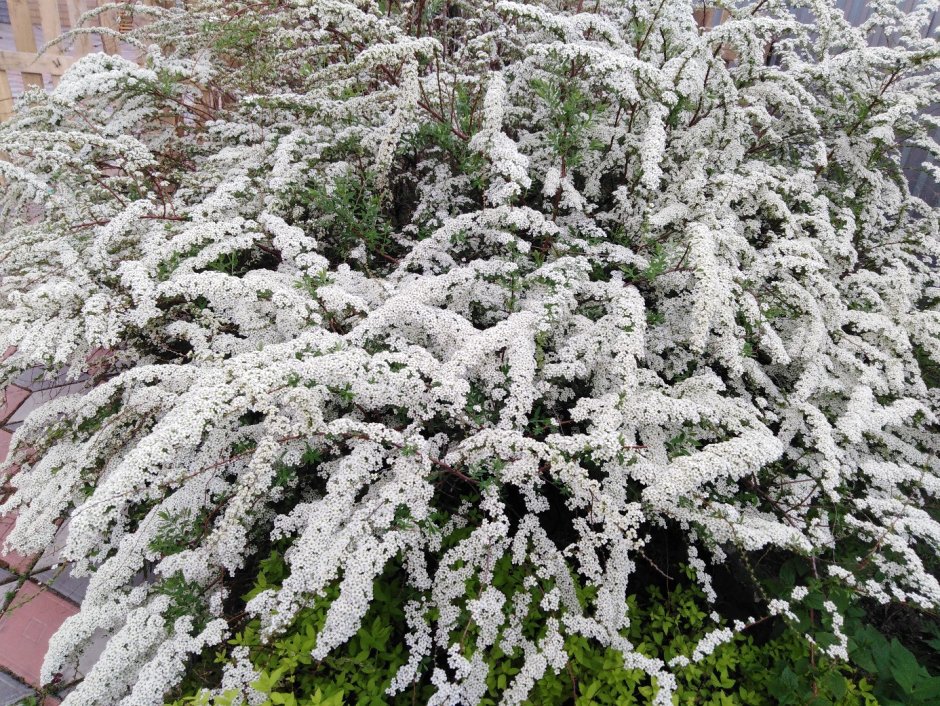 Спирея Грейф Шайн