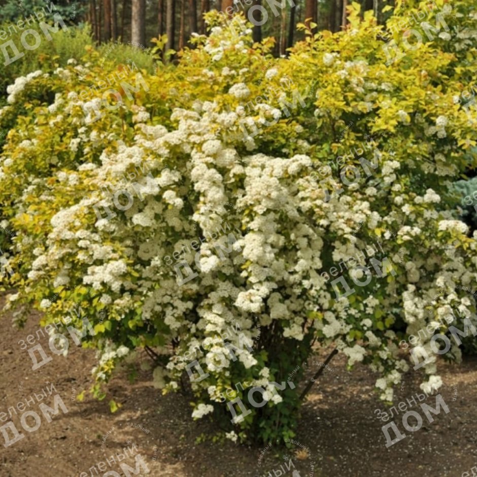 Спирея Вангутта Фонтейн