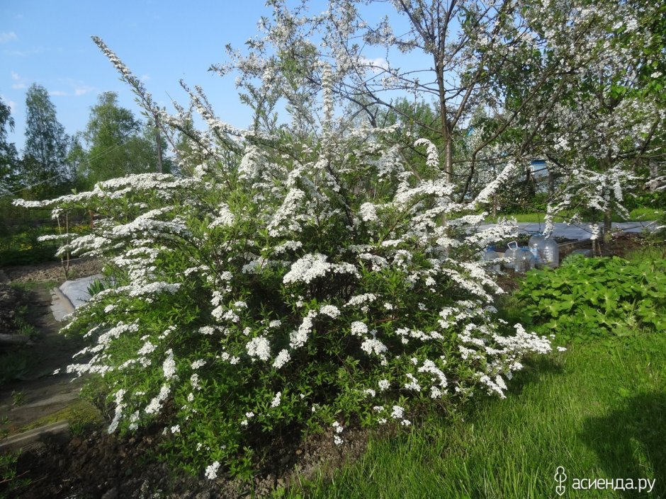 Спирея Вангутта отцвела