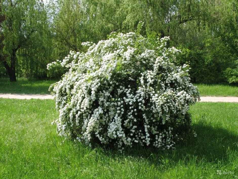 Спирея серая Вангутта