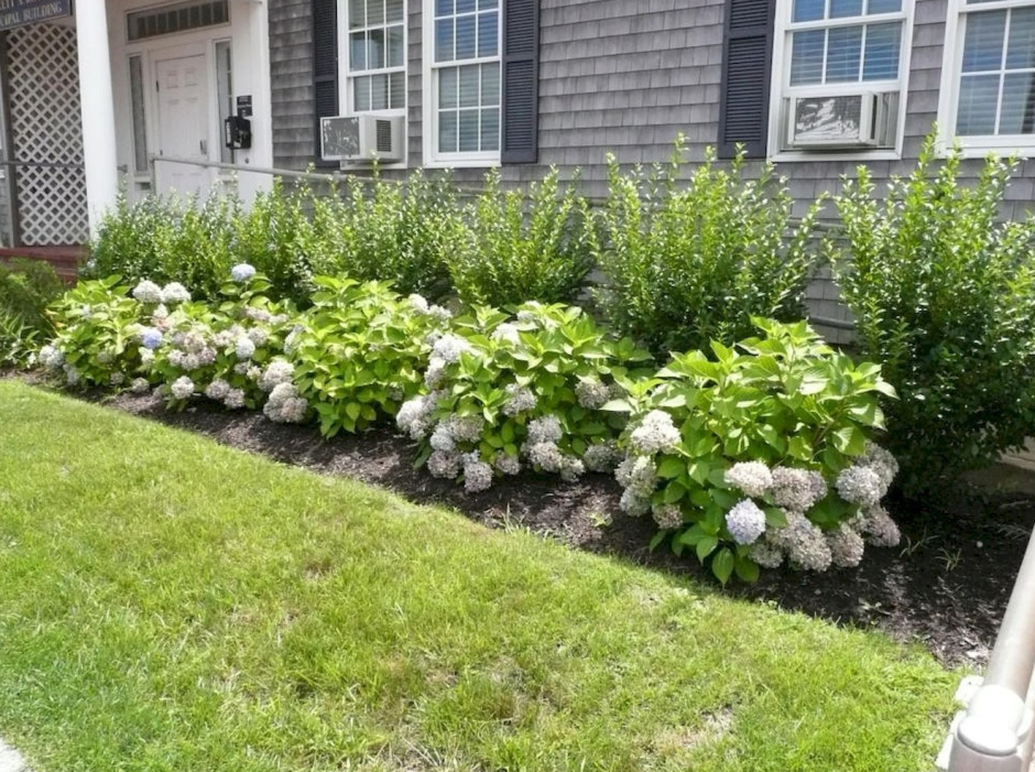 Бордюр с гортензией бобо