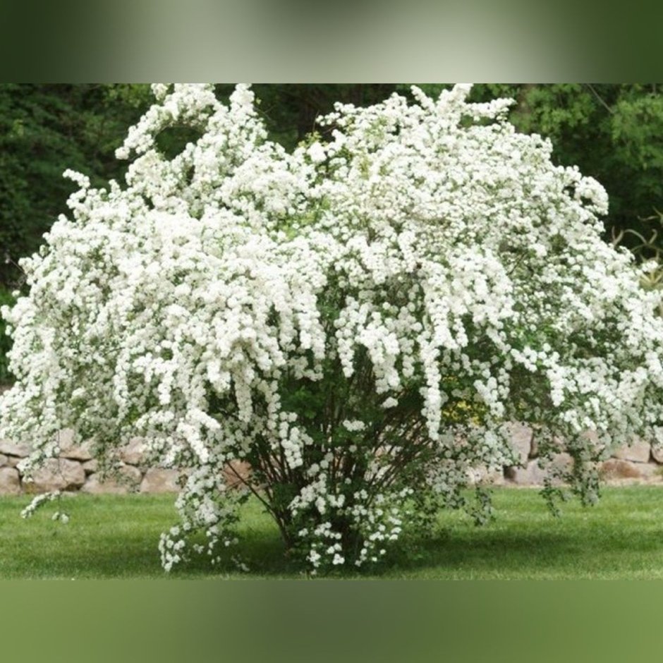 Спирея серая Вангутта