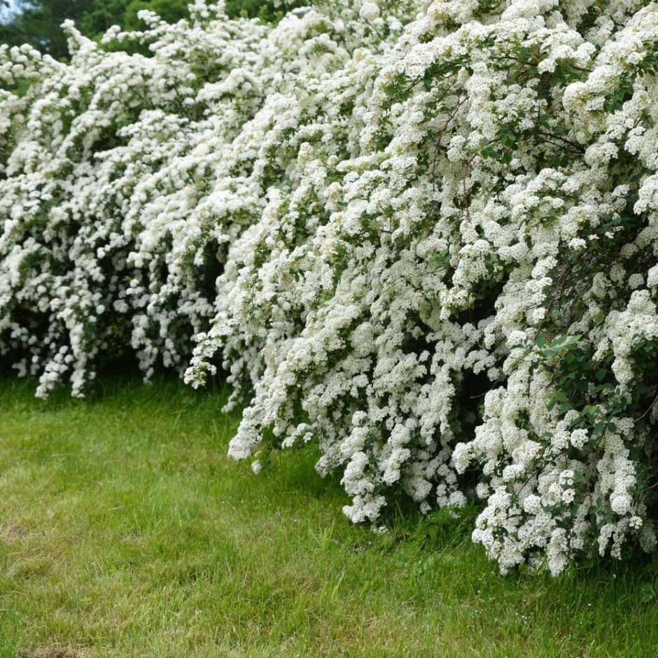 Спирея аргута Spiraea arguta
