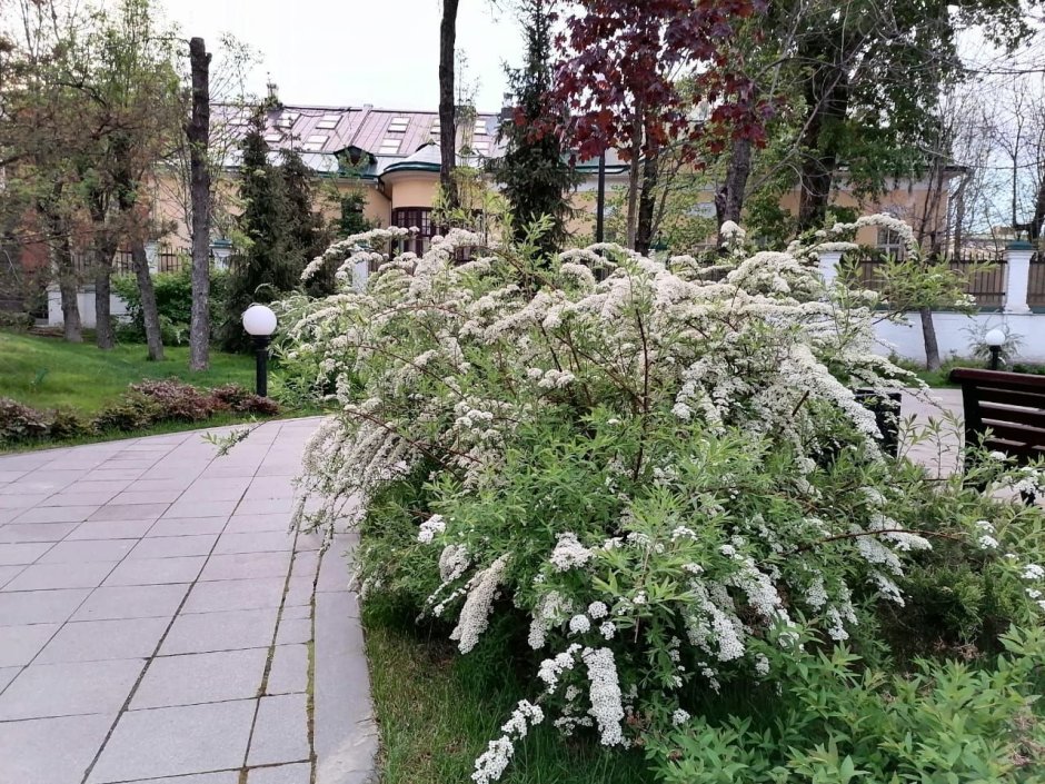 Спирея весеннецветущая