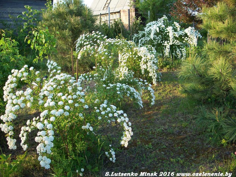 Спирея Вангутта свадебный венок