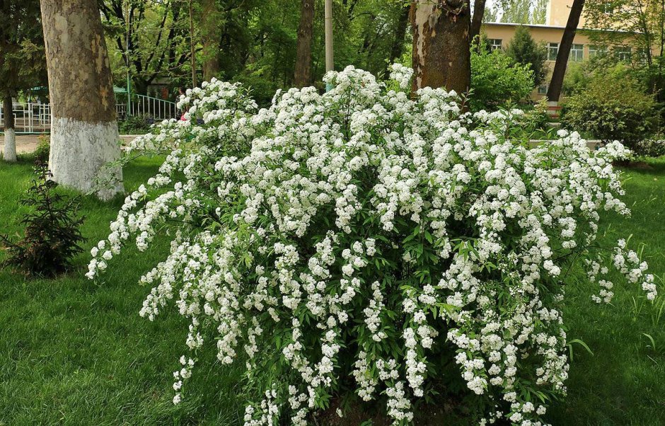 Спирея метельчатая белая