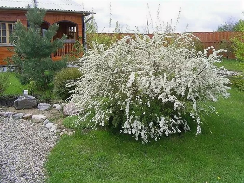 Спирея Вангутта Грефшейм