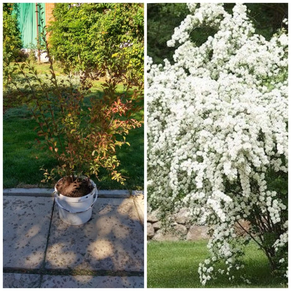 Спирея Вангутта саженец