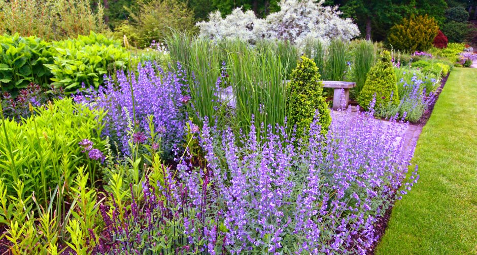 Миксбордер шалфей