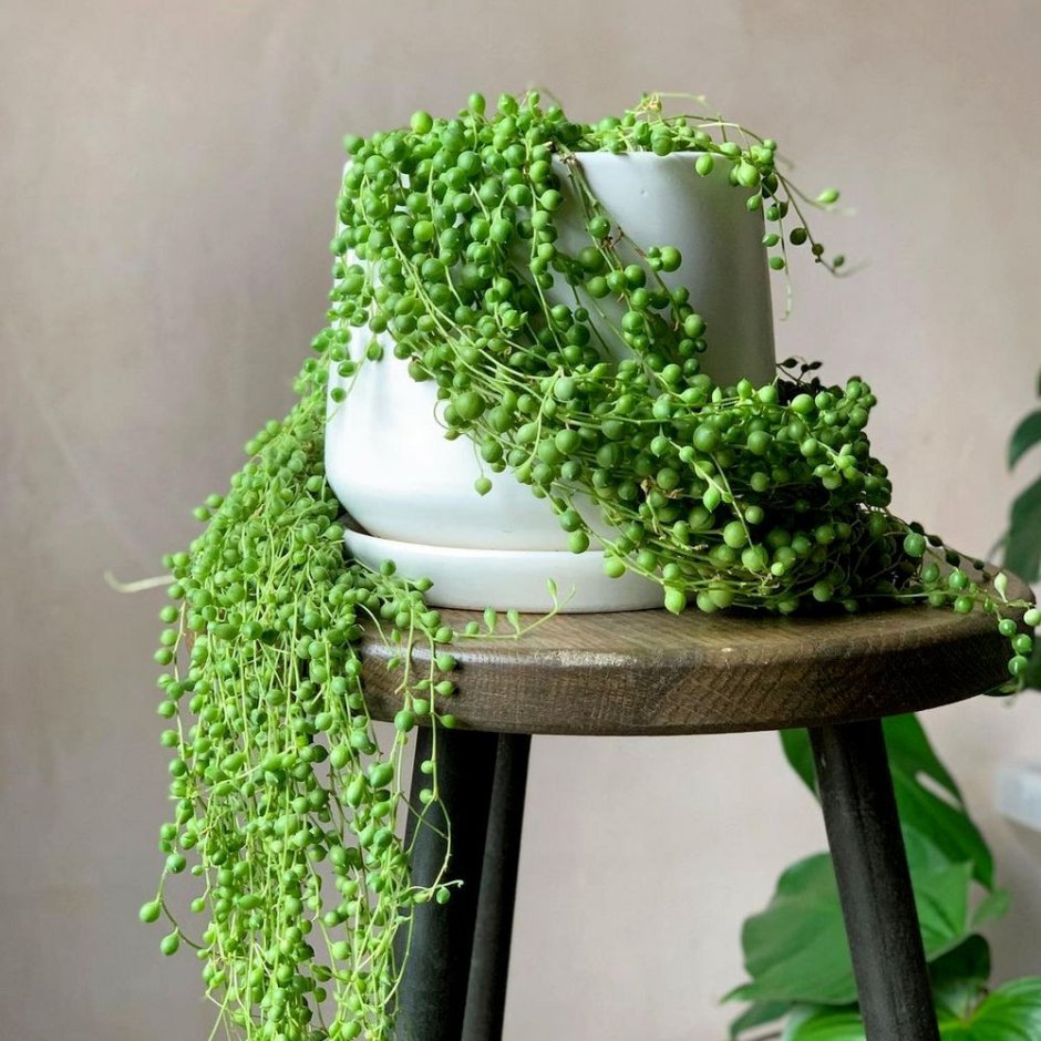 Крестовник Роули Дельфин