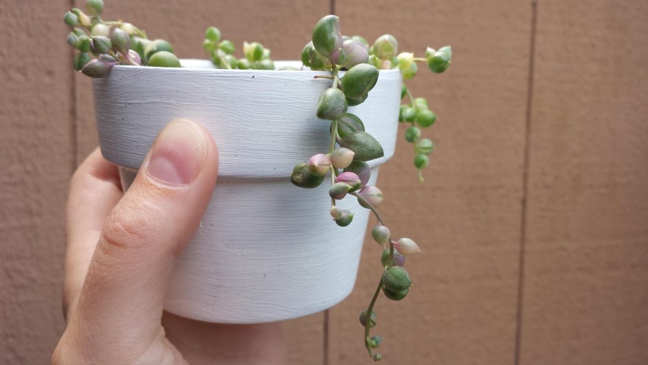 Крестовник (сенецио) Роули