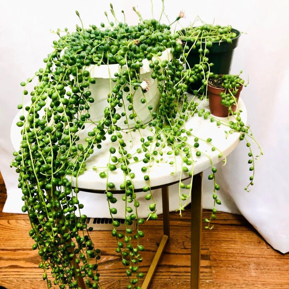 Крестовник Роули залив