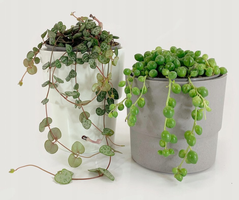 Крестовник Роули