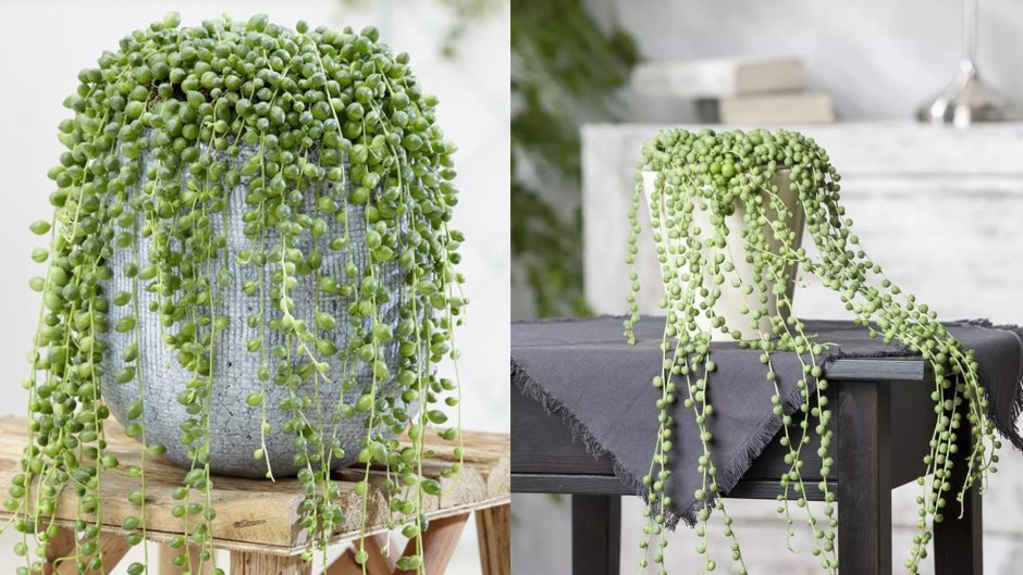 Хедера крестовник