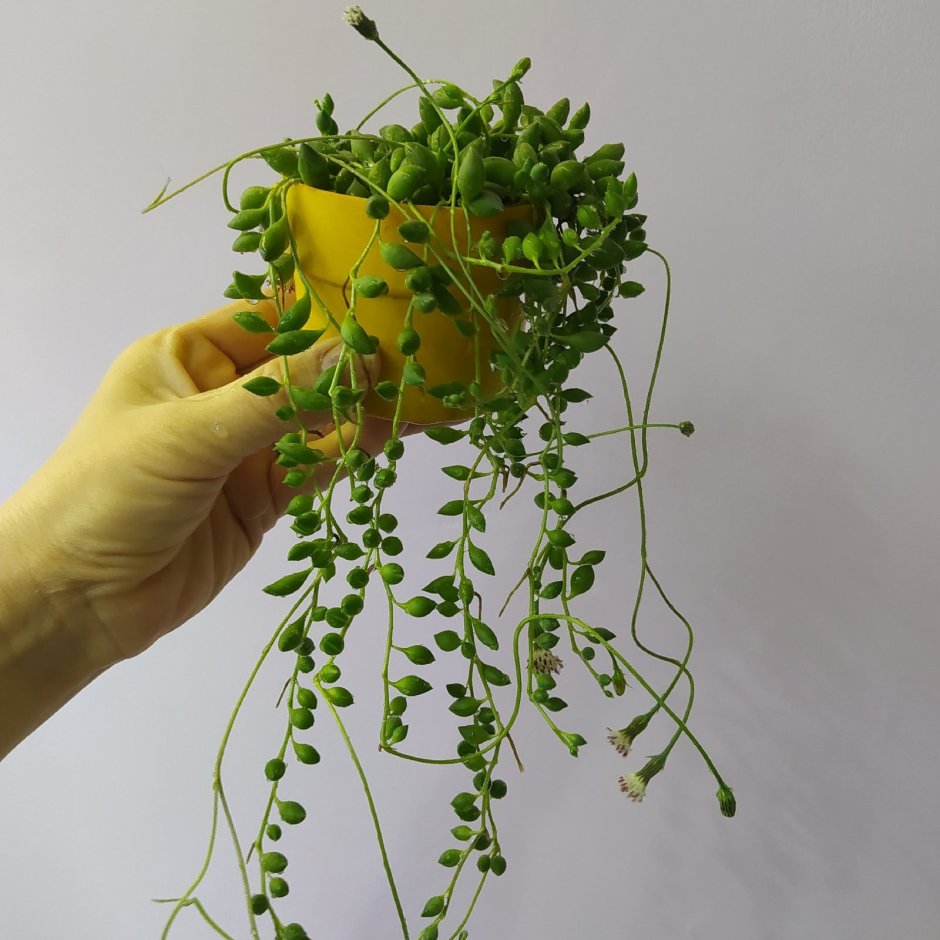 Крестовник Роули ЛИМОНОВИДНЫЙ