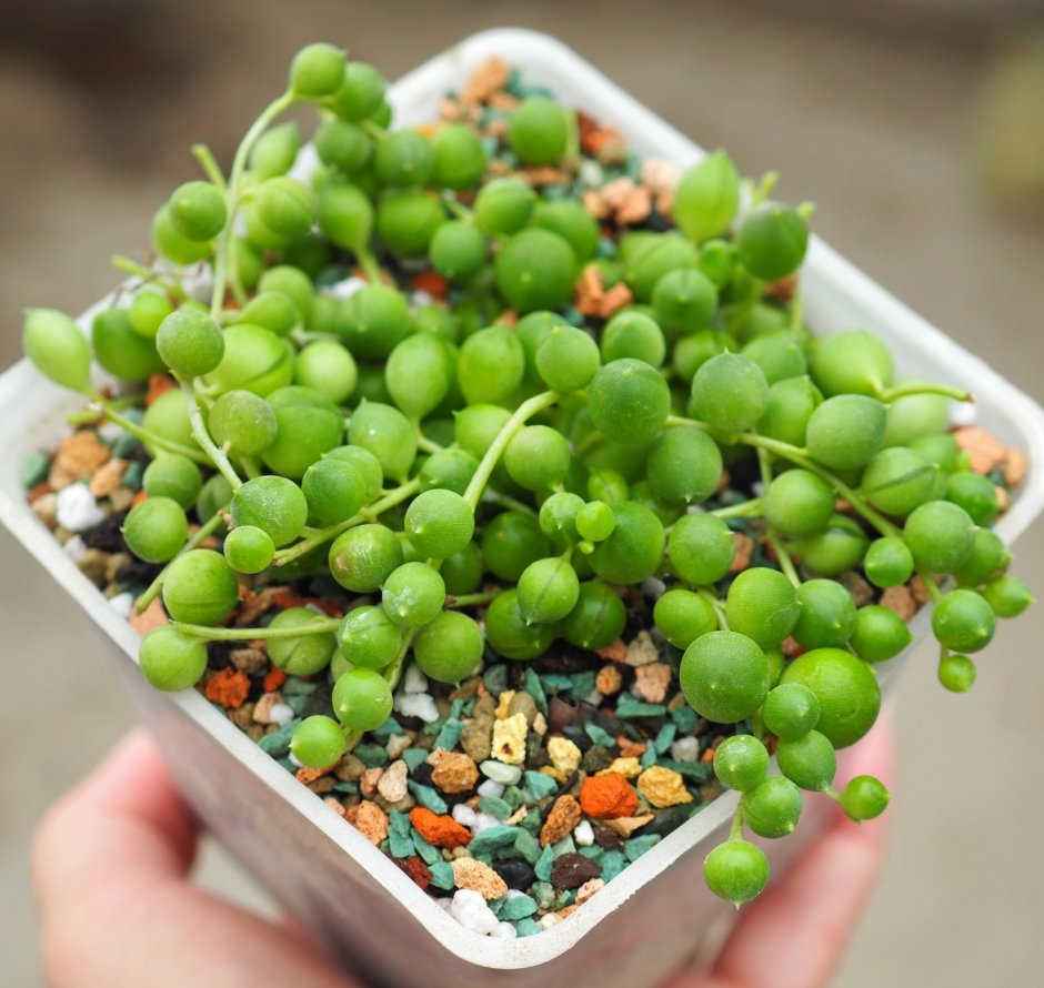 Крестовник крупноязычковый