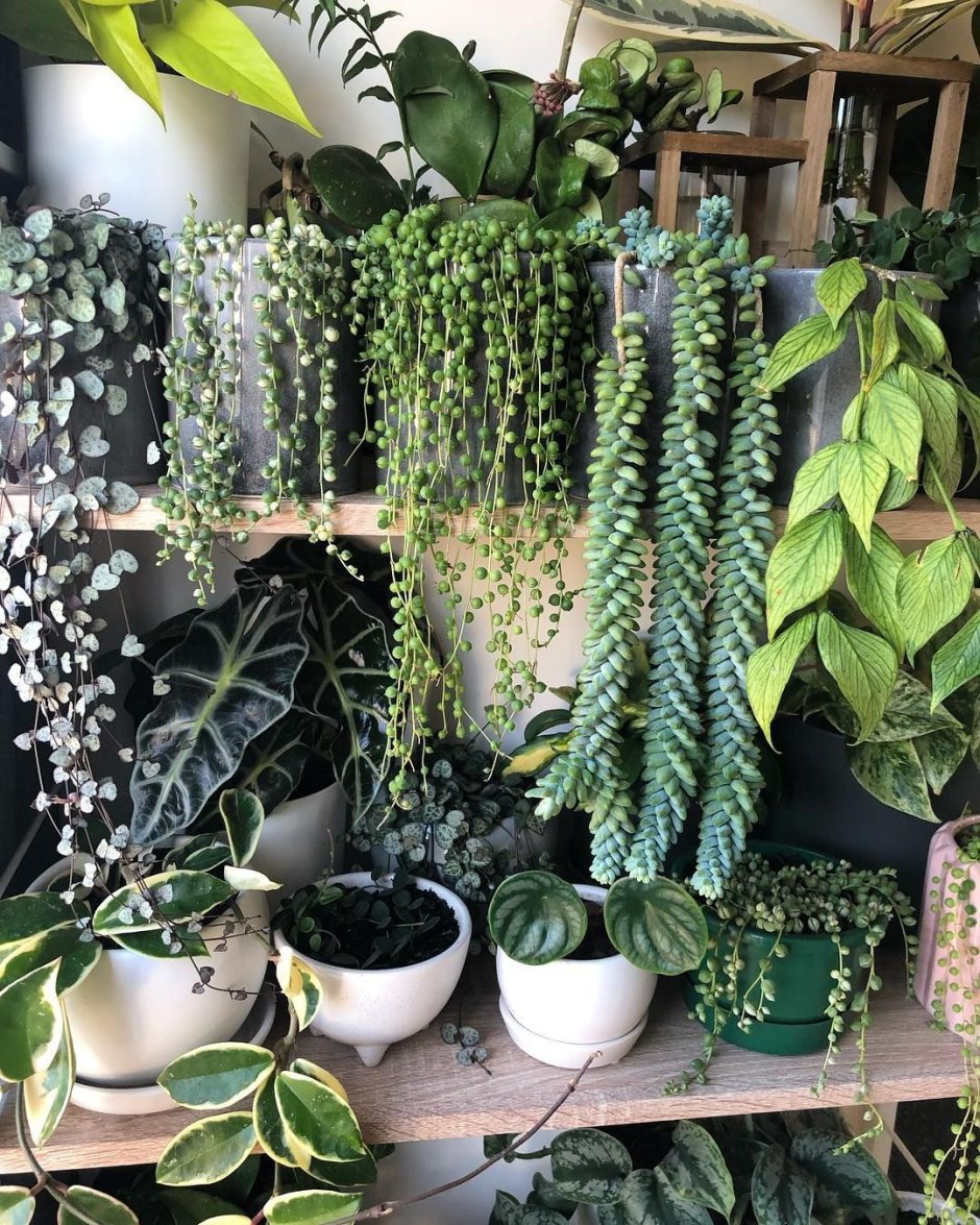 Роули цветок