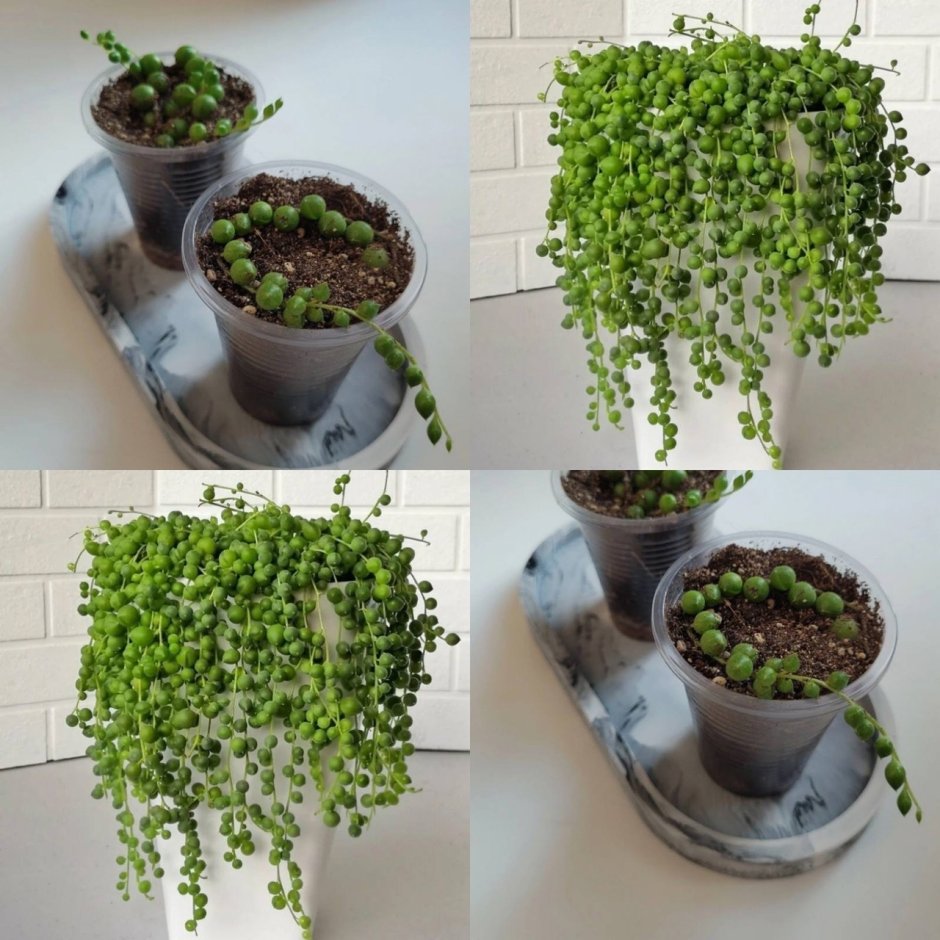 Сенецио (крестовник) Роулеанус